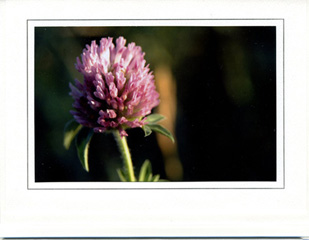 Nature Photography Notecards